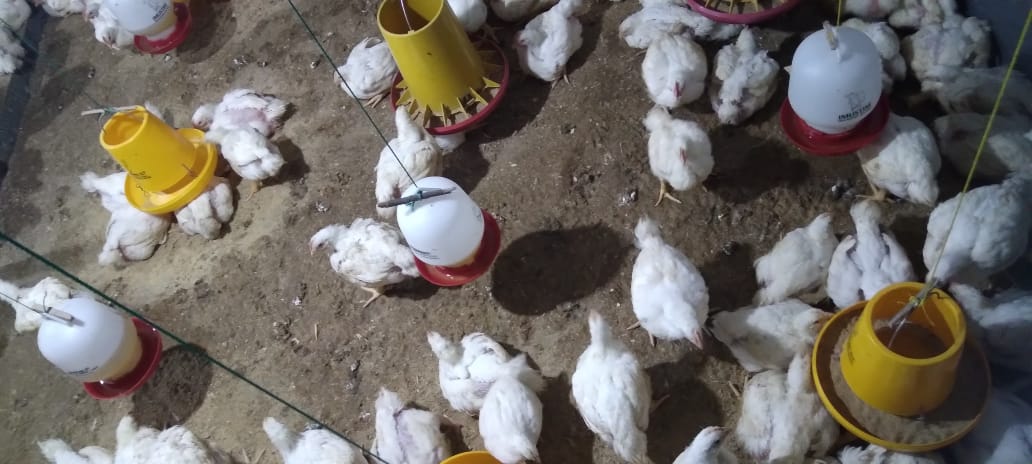 Hasil praktek Jurusan agribisnis Ternak Unggas Tahun 2023